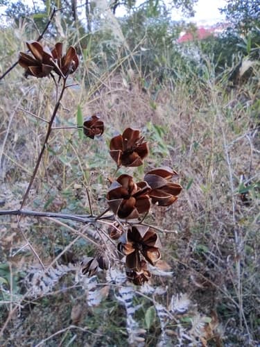 Fruto
