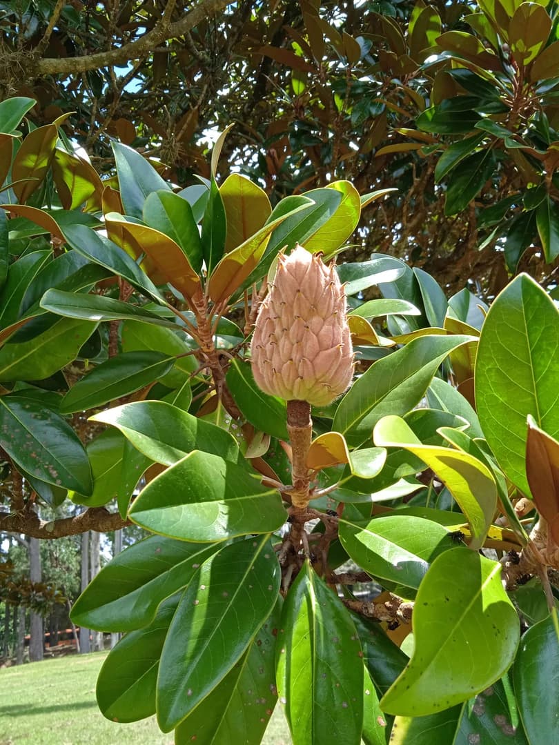 Fruto