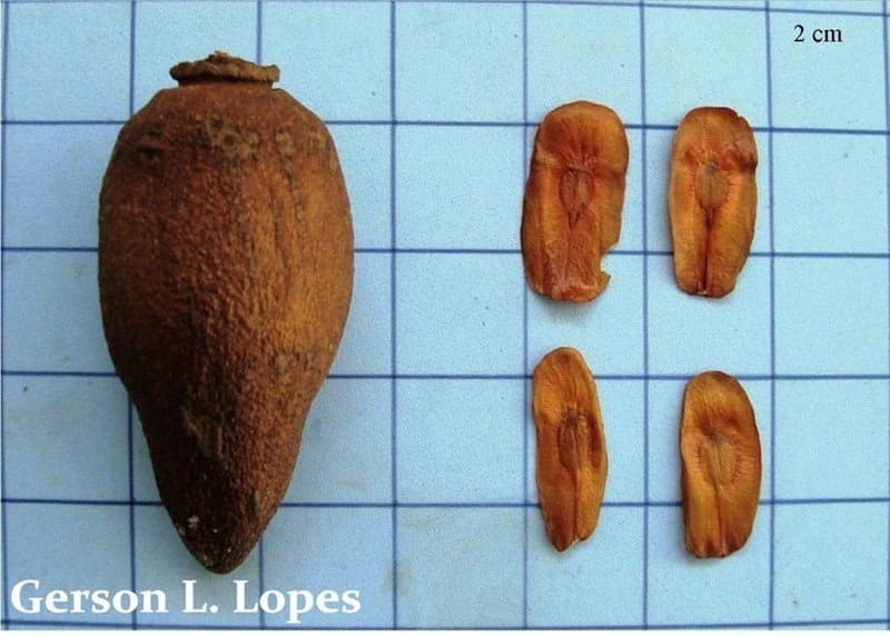 Fruto