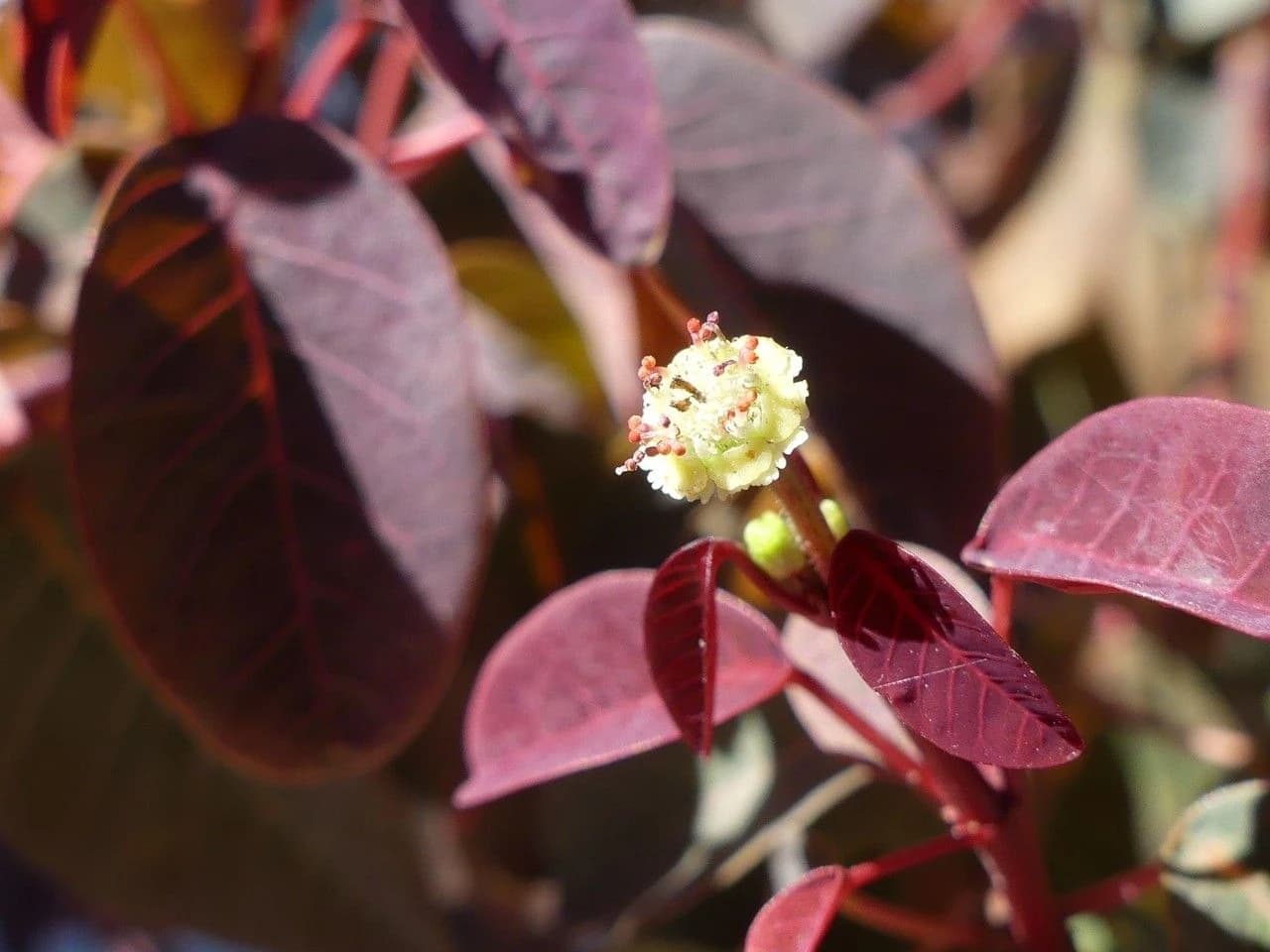 Flor