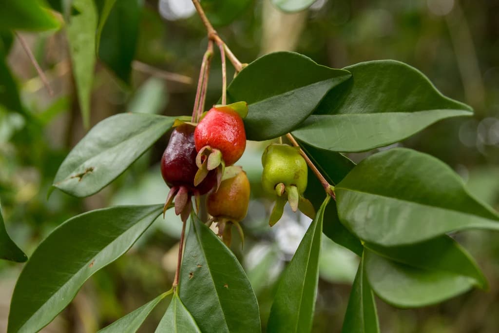 Fruto