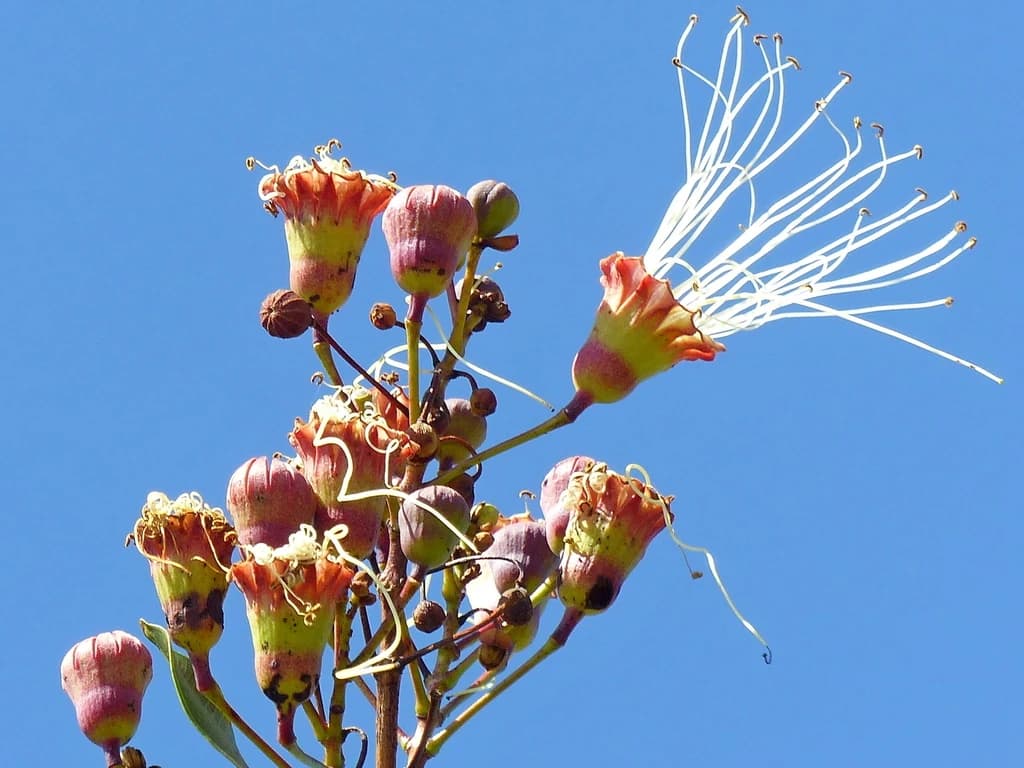 Flor