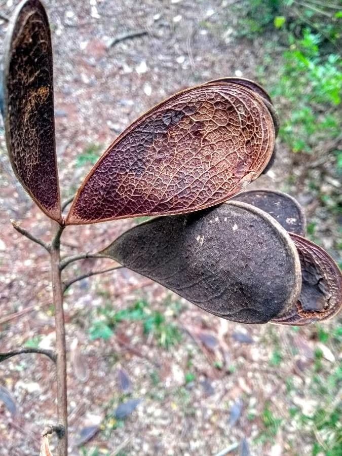 Fruto