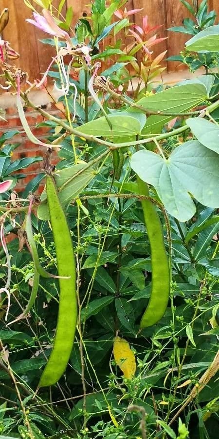 Fruto