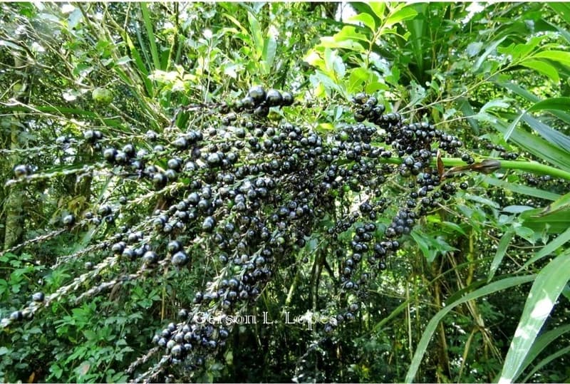Fruto