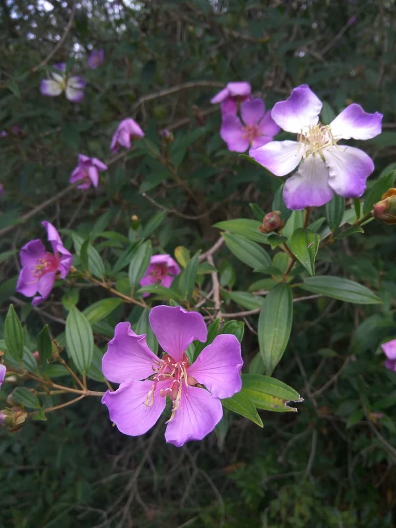 Flor