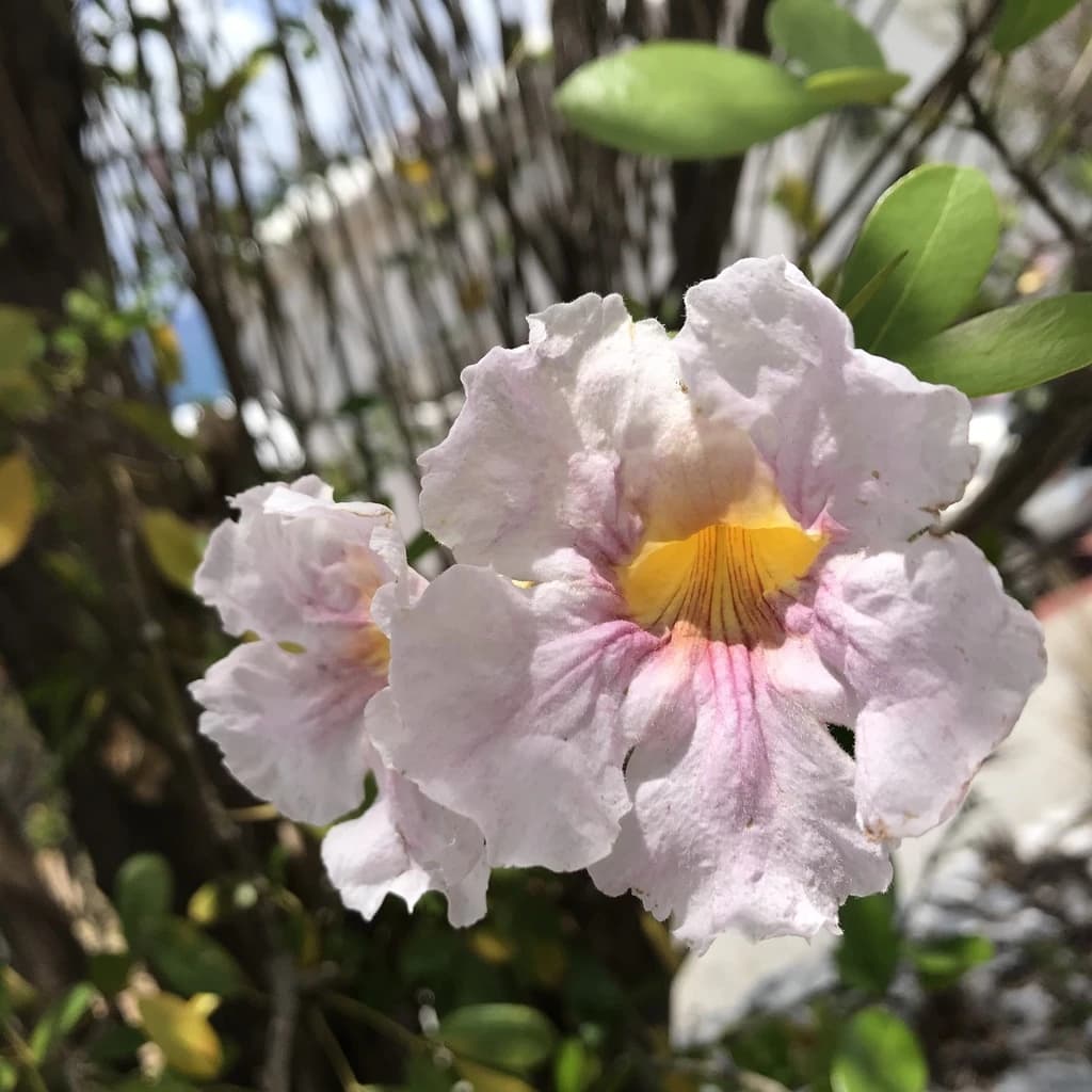 Flor