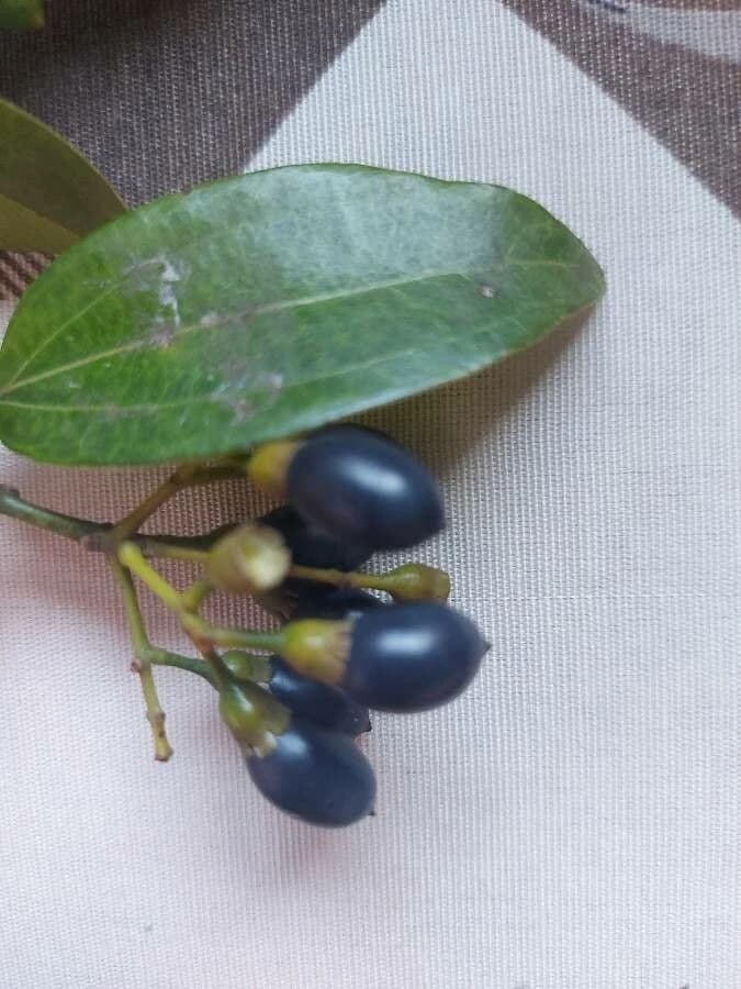 Fruto