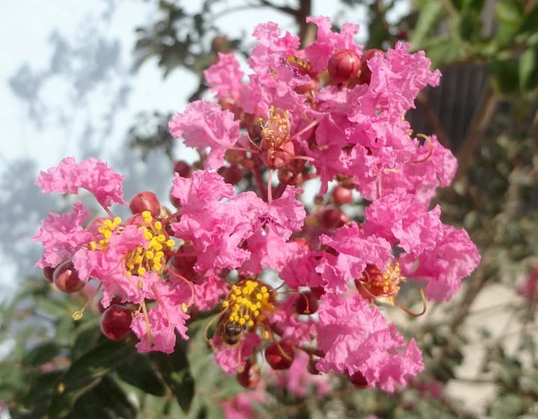 Flor