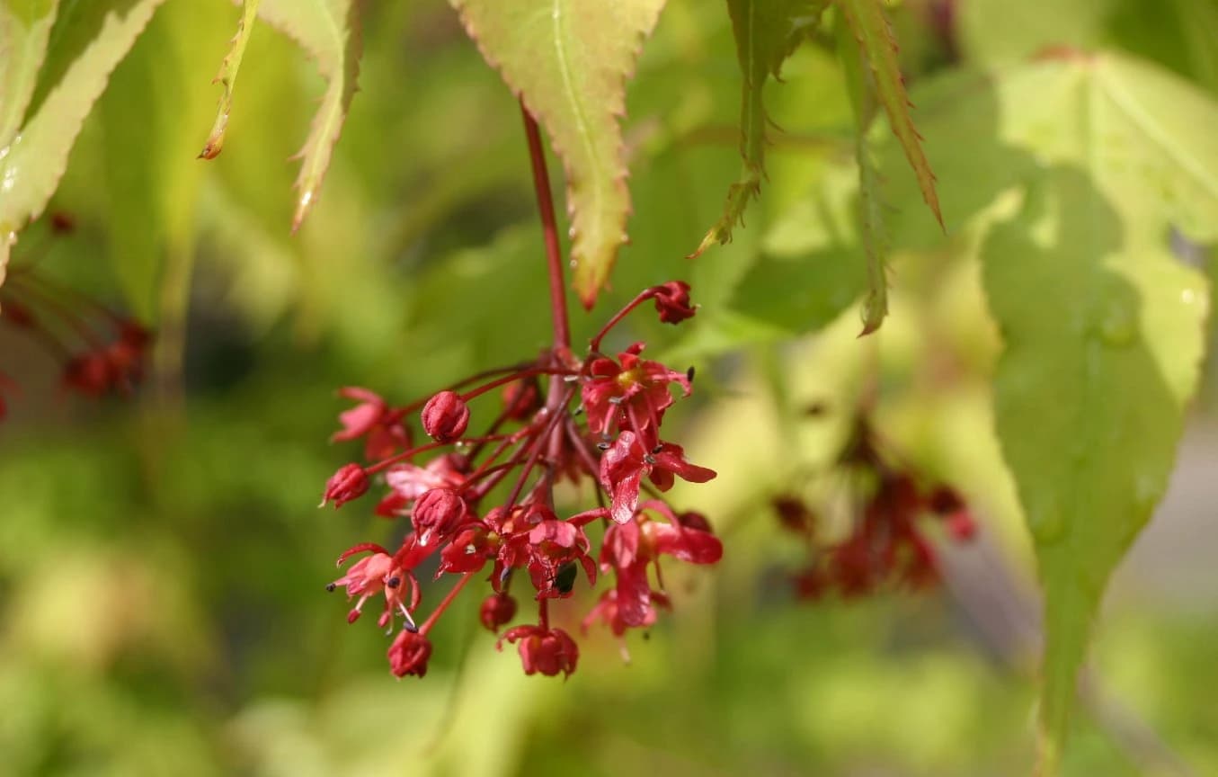 Flor