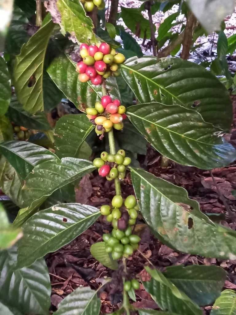 Fruto