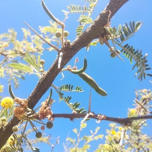 Fruto