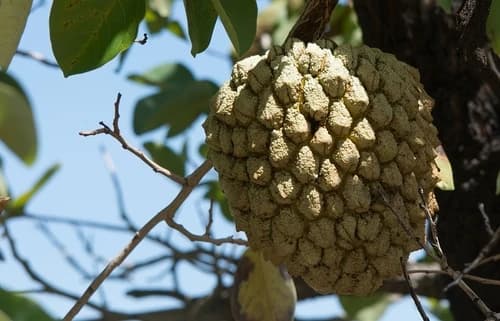 Fruto
