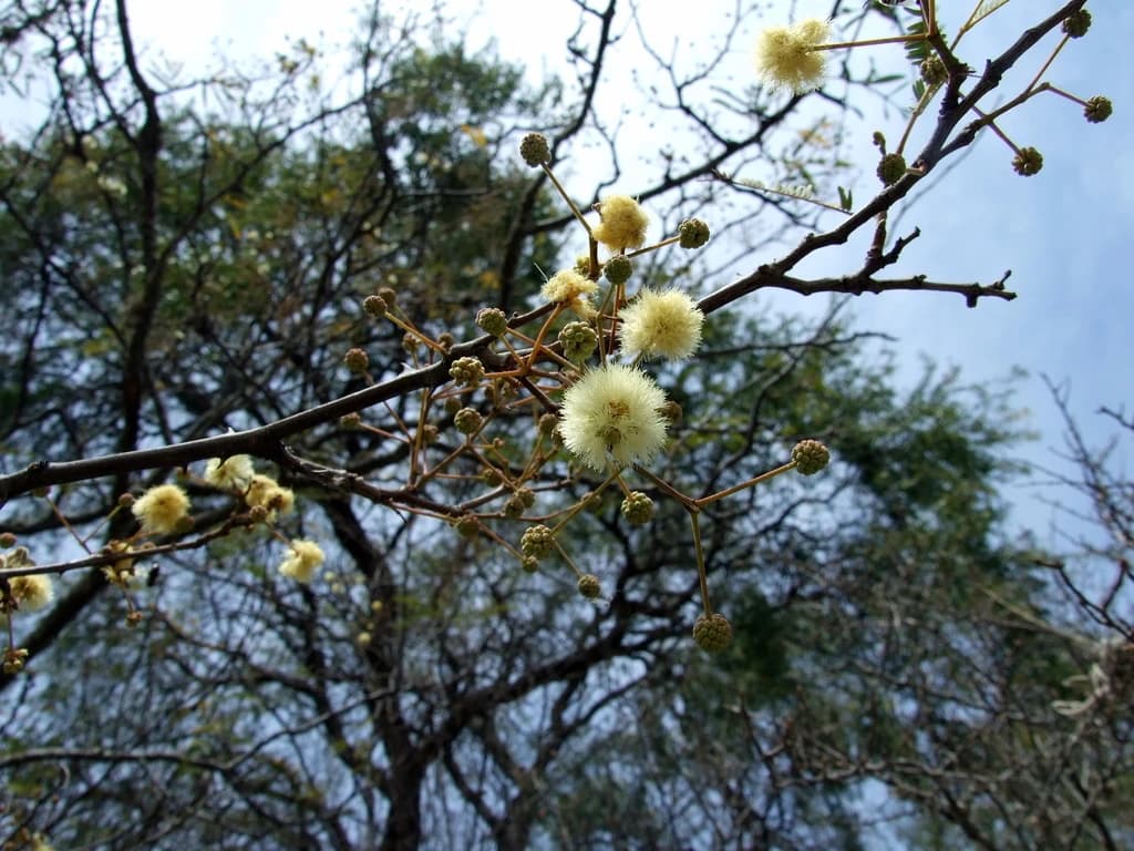 Flor