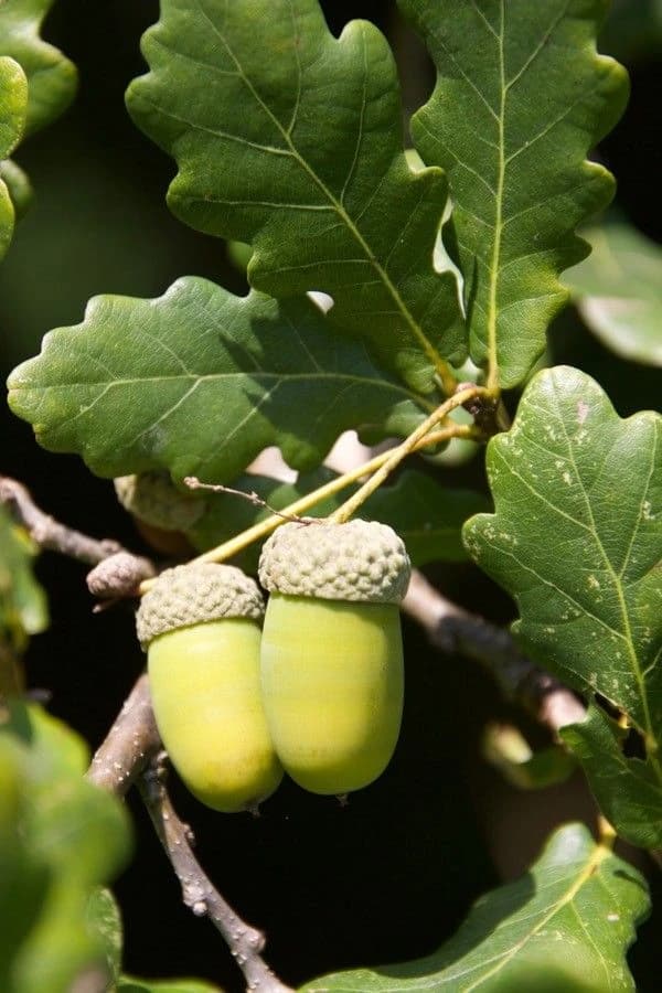 Fruto