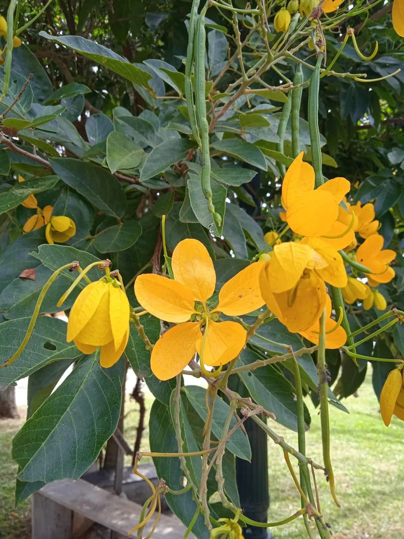 Flor