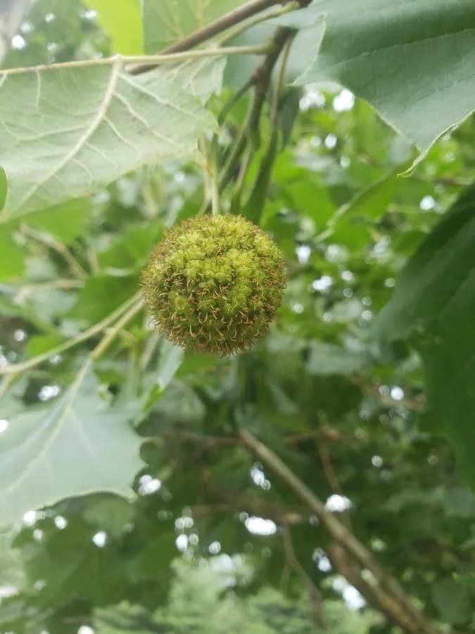 Flor