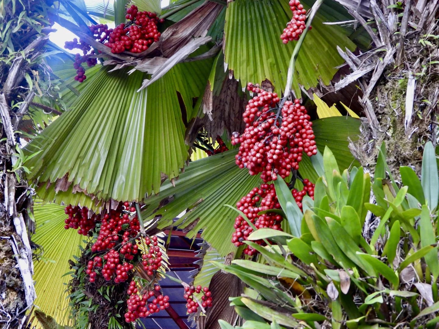 Fruto