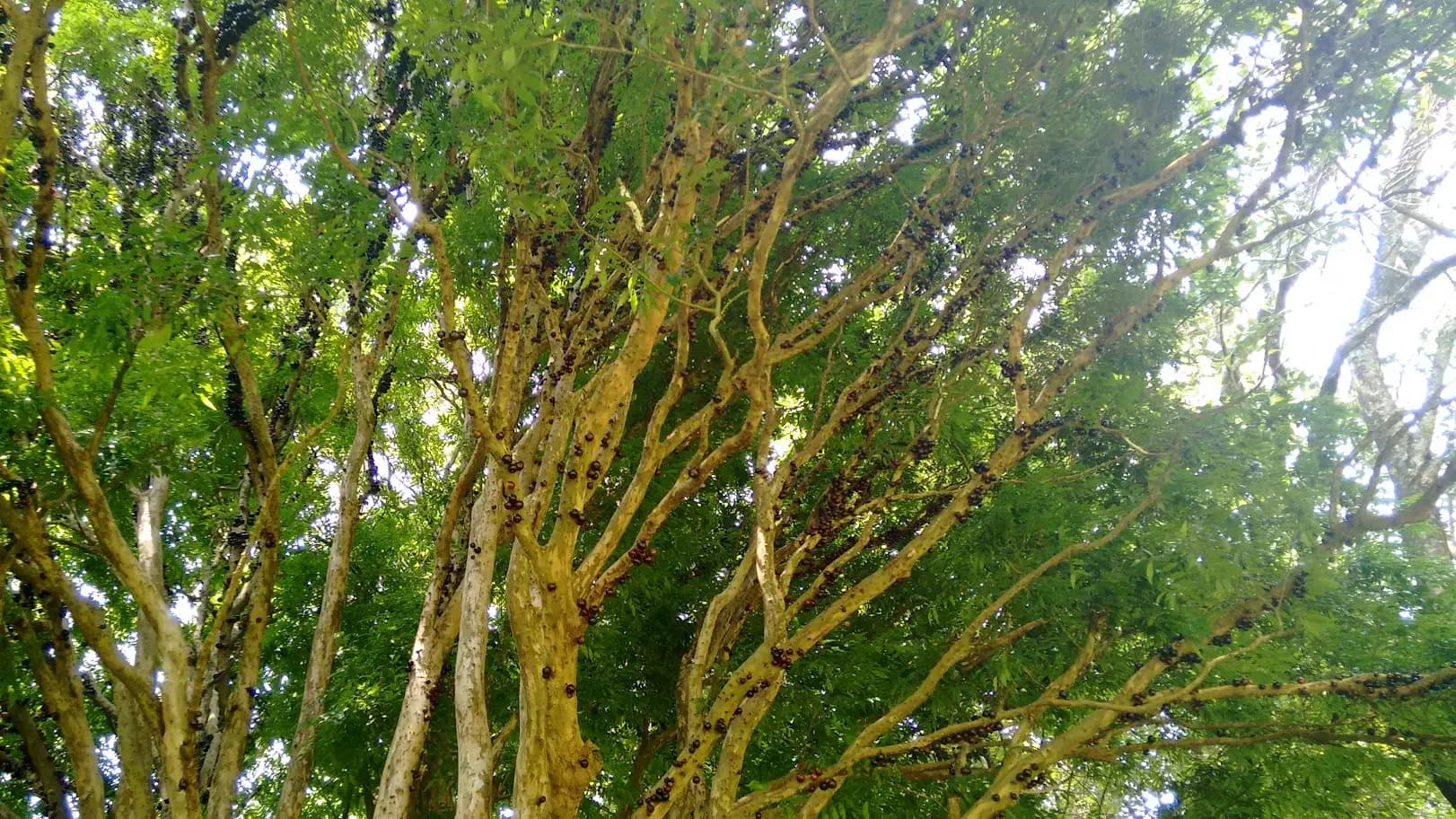 Fruto