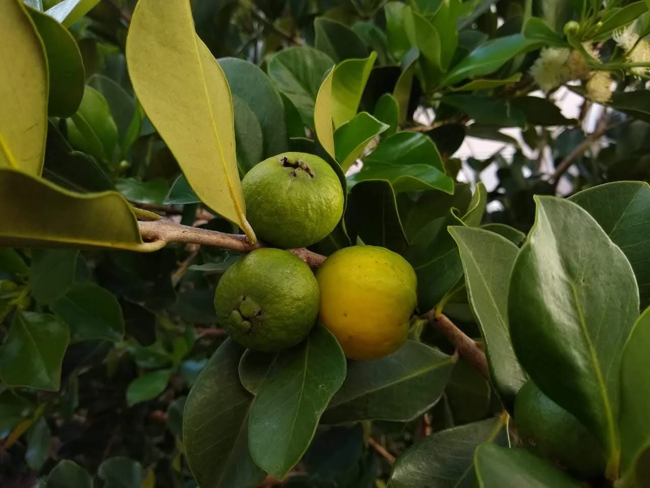 Fruto