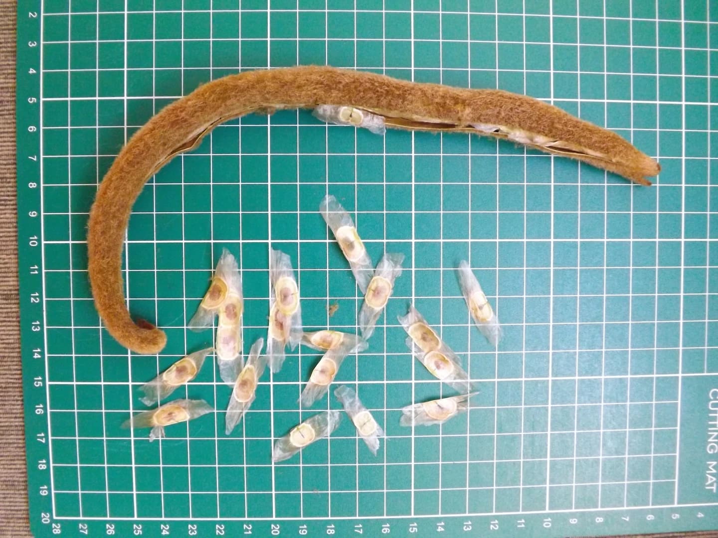 Fruto