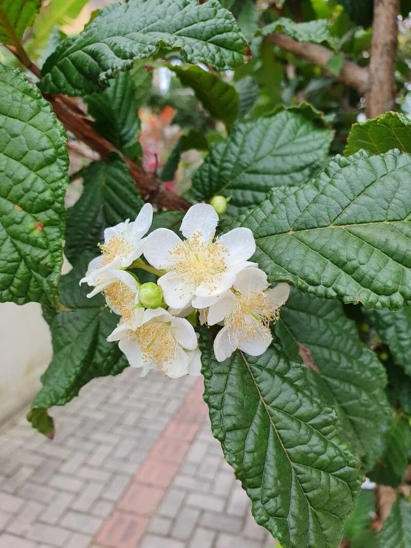 Flor