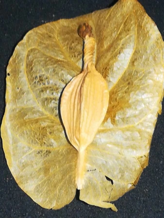 Fruto