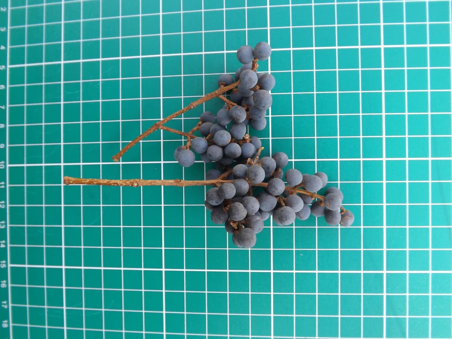 Fruto