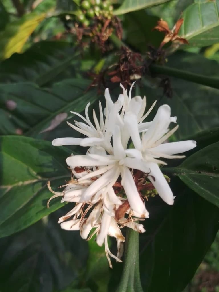 Flor