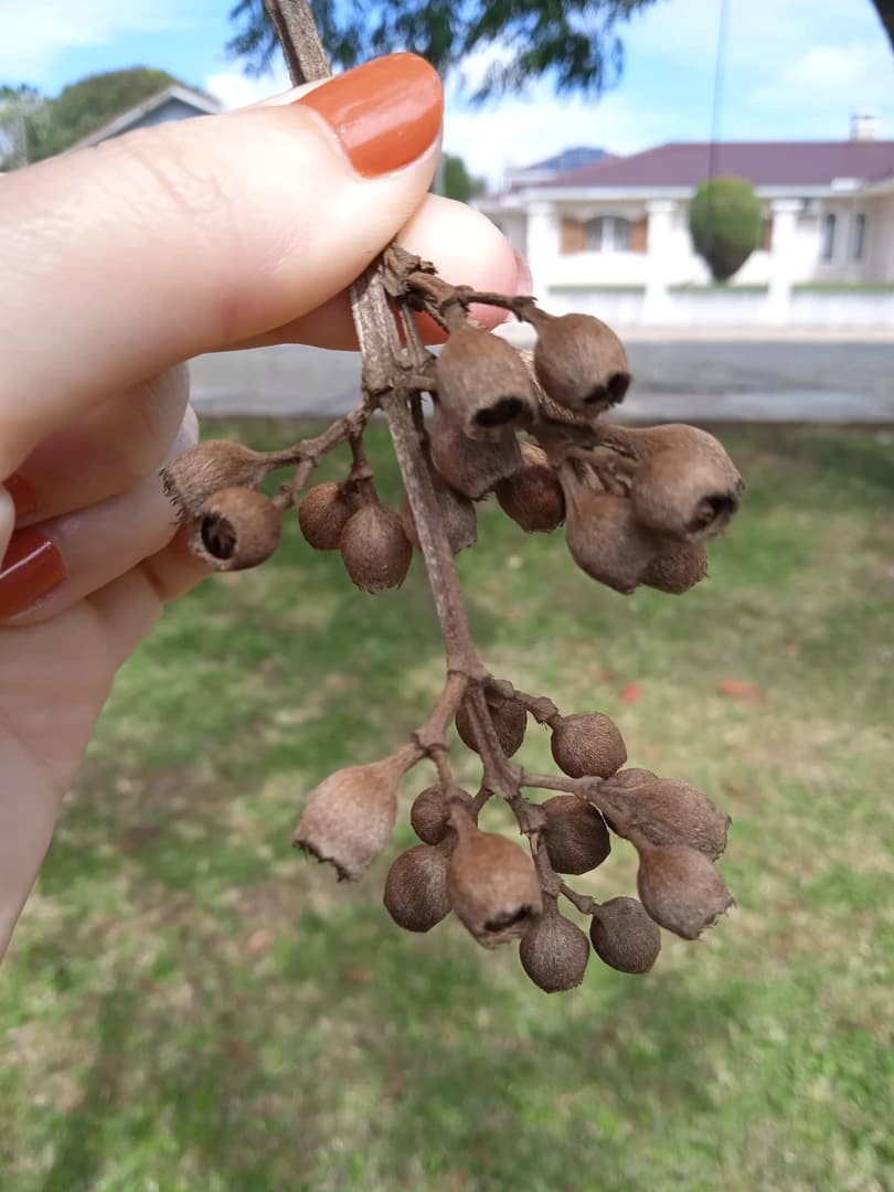 Fruto