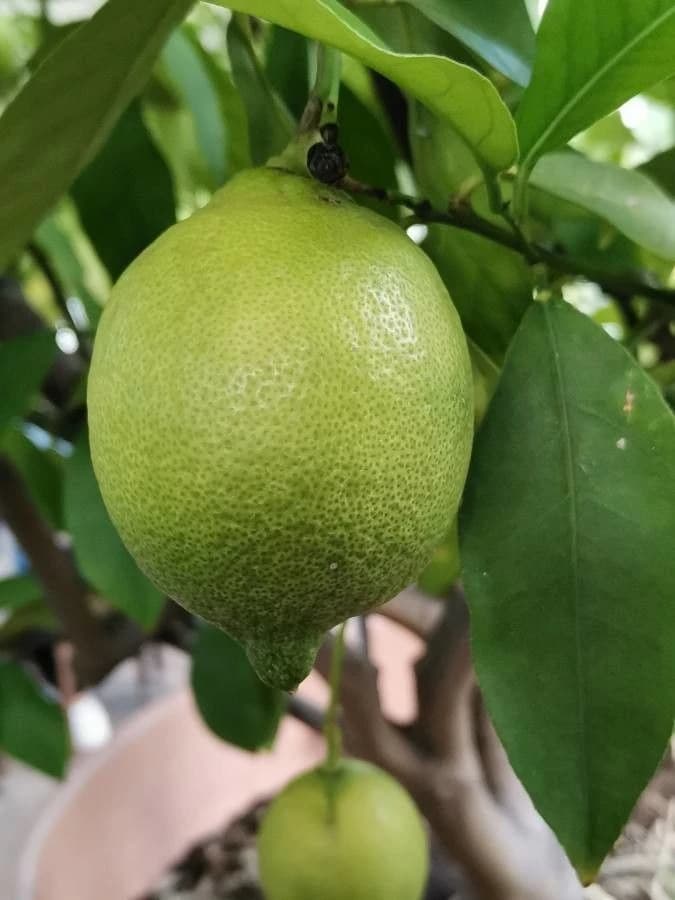 Fruto