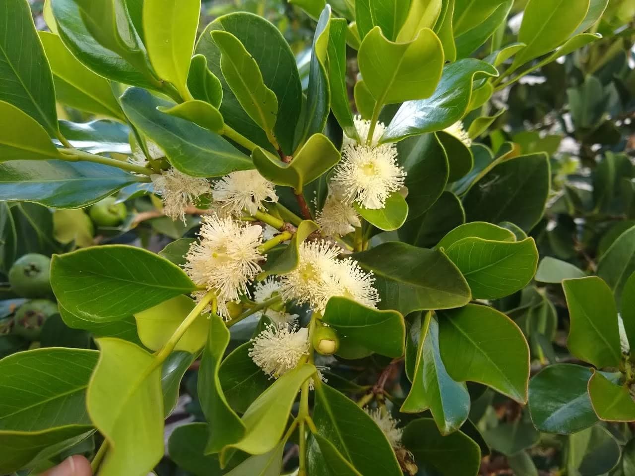 Flor