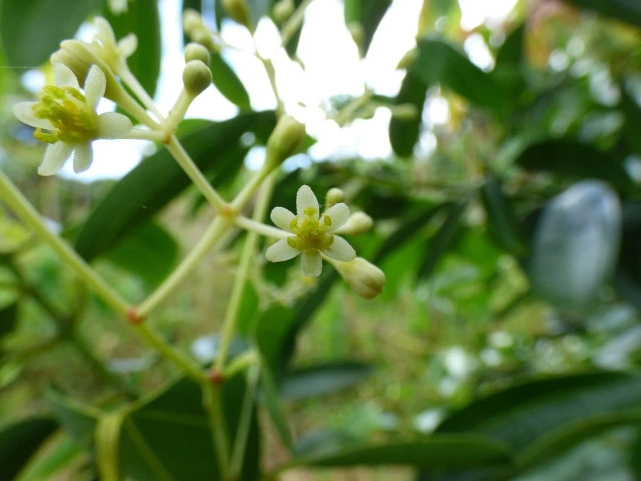 Flor