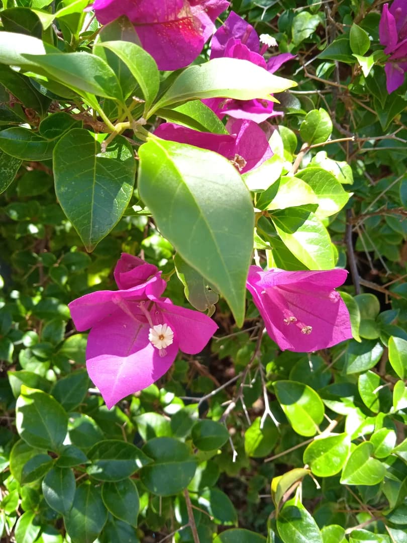 Flor