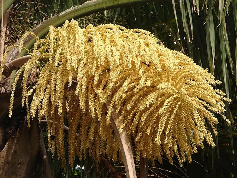 Flor