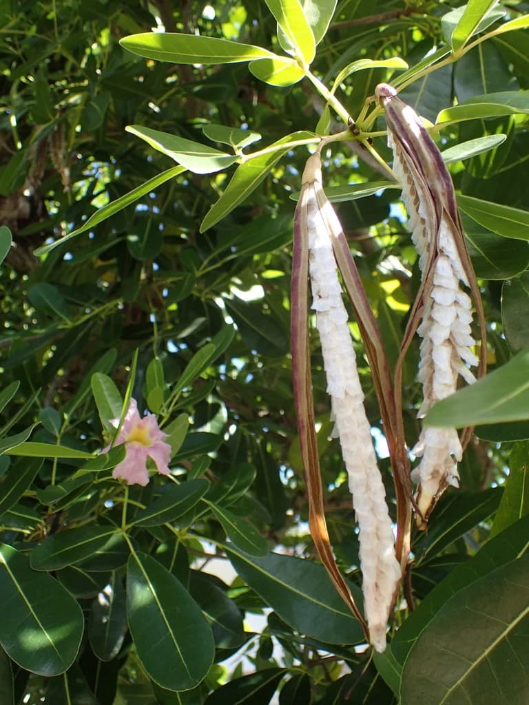 Fruto