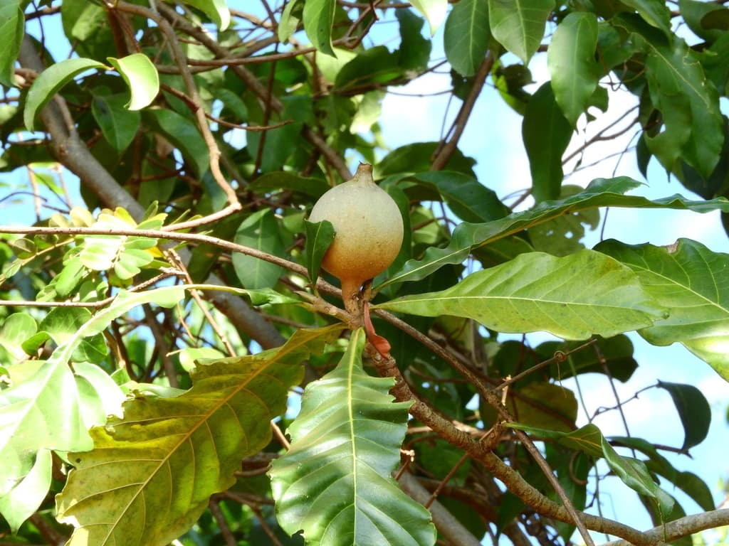 Fruto