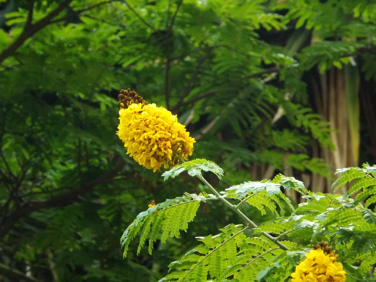 Flor