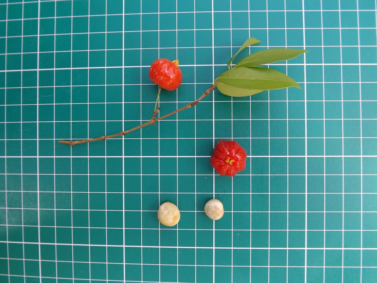 Fruto