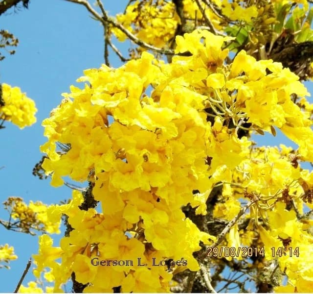 Flor