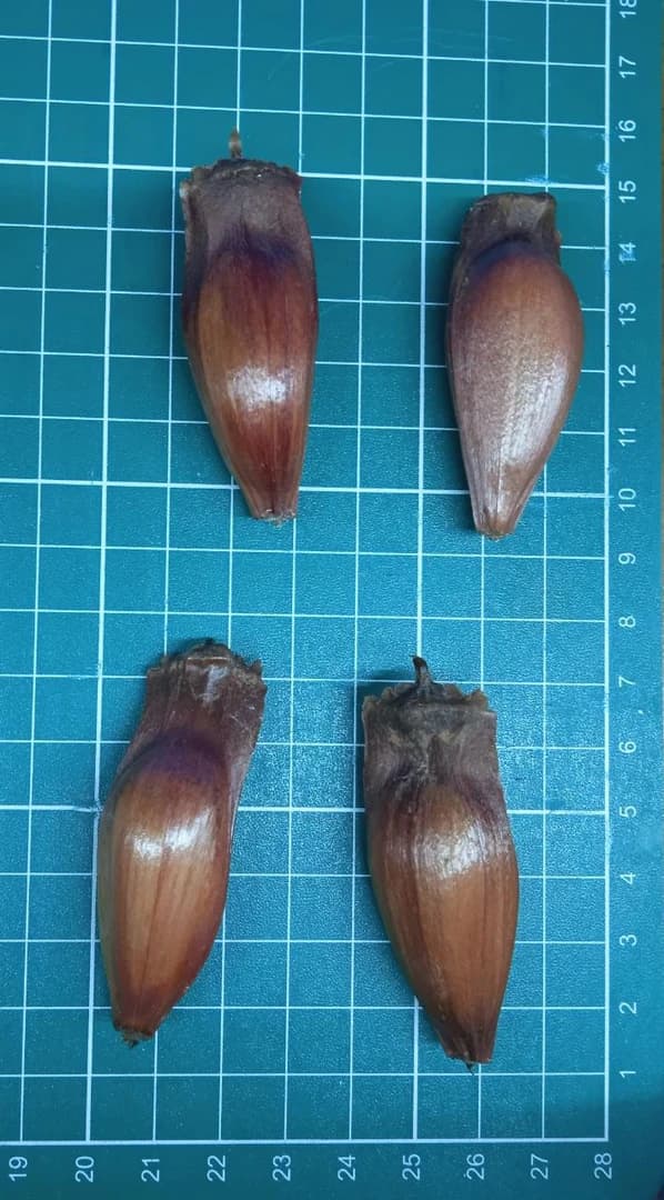 Fruto