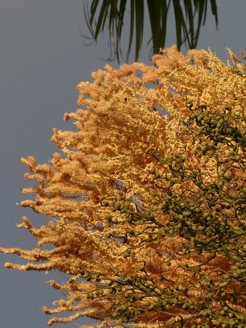 Flor