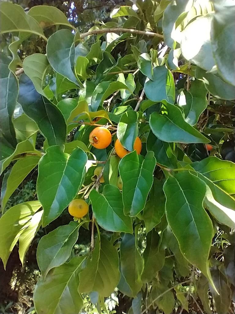 Fruto