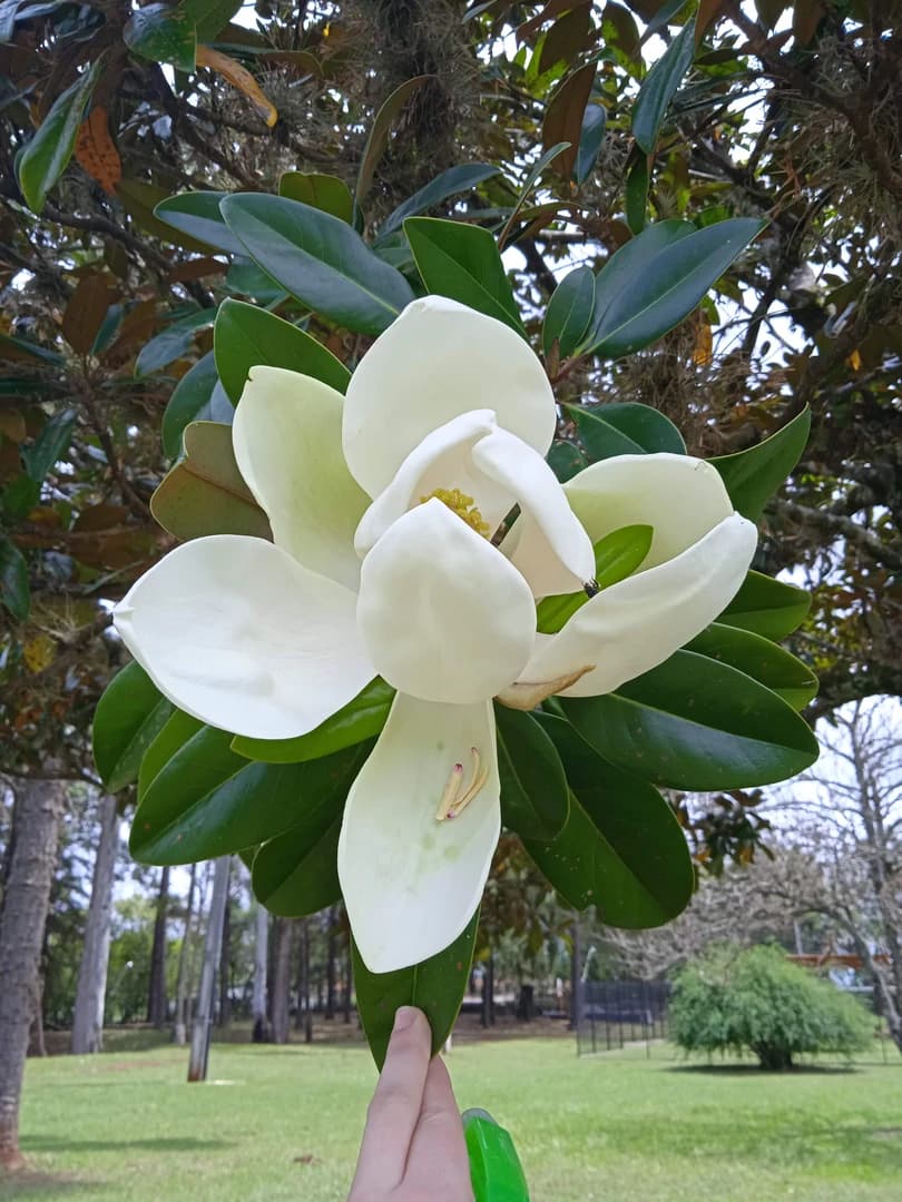 Flor