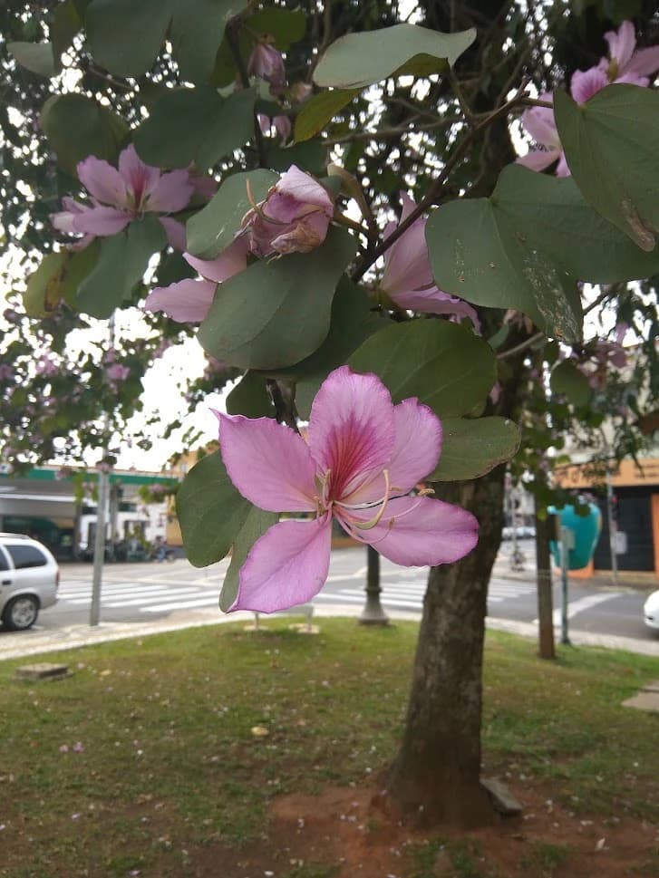 Flor