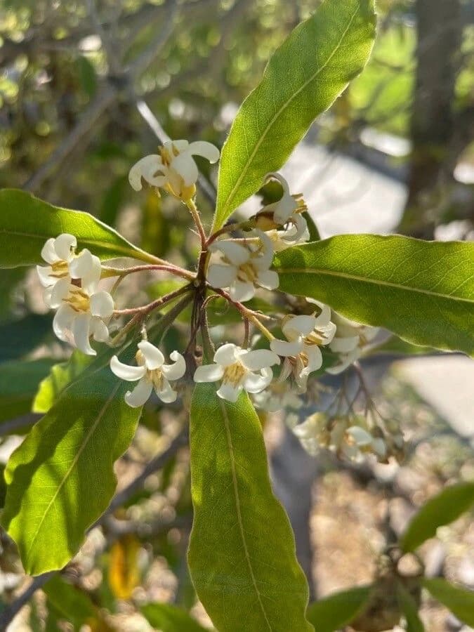 Flor