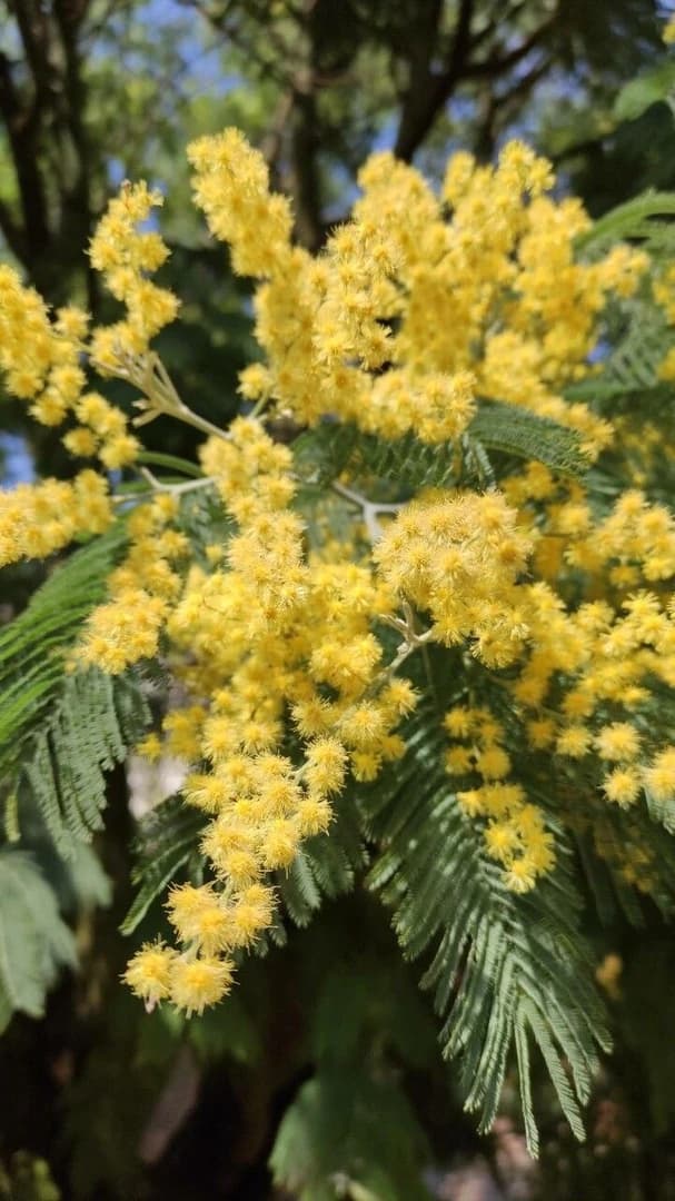 Flor