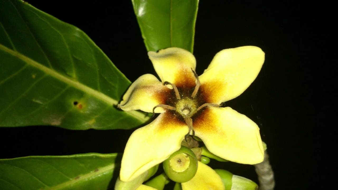Flor