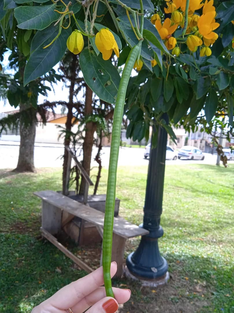 Fruto