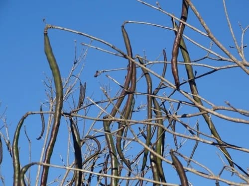 Fruto